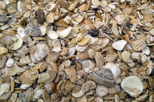 Морская ракушка фр. 5-20 мм  купить с доставкой в Краснодару фото 