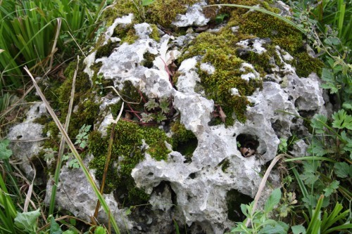  Выветренный известняк со мхом фр. 100-500 мм.  купить в Краснодаре известняк серый белый зеленый валун известняковый крупный 7 500 руб/т   фото 