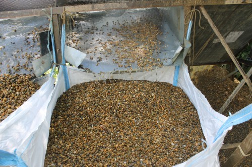  Галька окат (серо-желтая) фр.10-20 мм. купить   в Краснодаре галька серо-желтая, рыжая, серый речная окатанная округлая галька 4000 руб/т   фото 