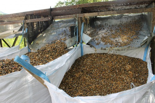  Галька окат (серо-желтая) фр.10-20 мм. купить   в Краснодаре галька серо-желтая, рыжая, серый речная окатанная округлая галька 4000 руб/т   фото 